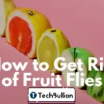 how to get rid of fruit flies