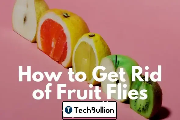 how to get rid of fruit flies