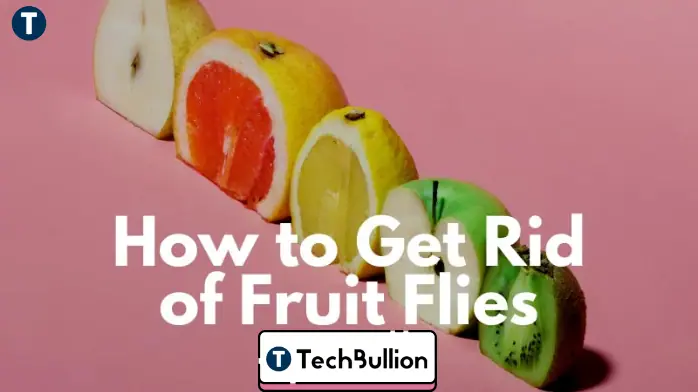 how to get rid of fruit flies